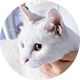 Gatti