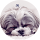 Cani